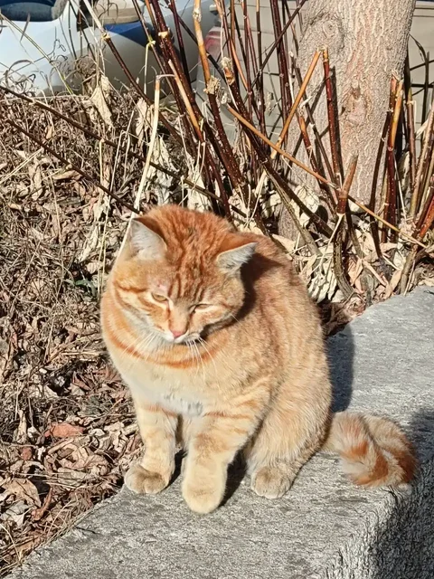 Найден кот в мкр-не Радужный - Потерявшиеся животные в Иркутск