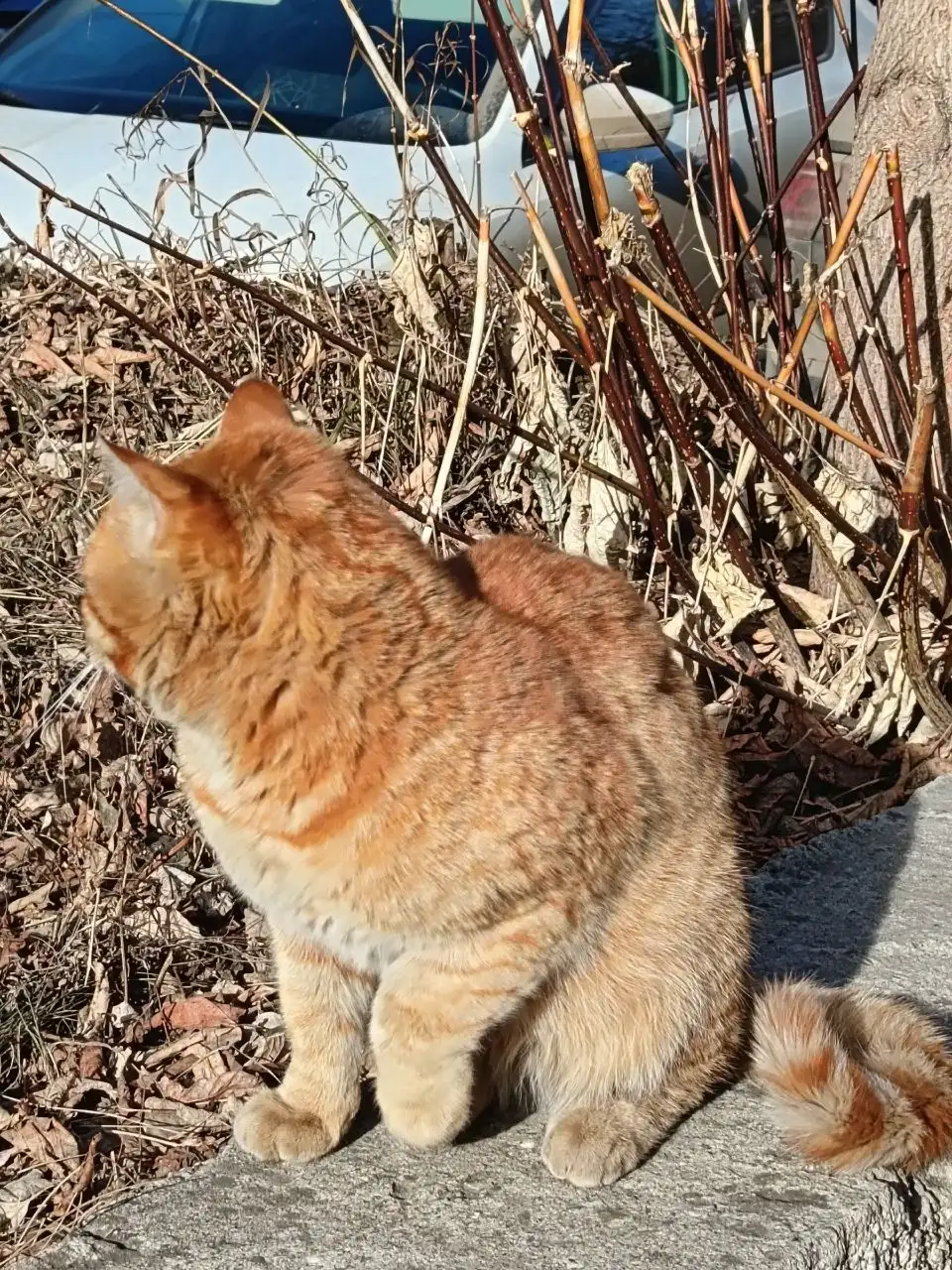 Найден кот в мкр-не Радужный - Кошки (Животные) в Иркутск