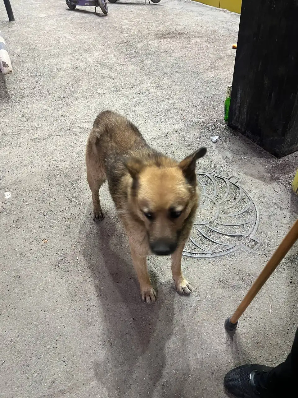 Потерянная собака в Иркутске - Собаки (Животные) в Иркутск