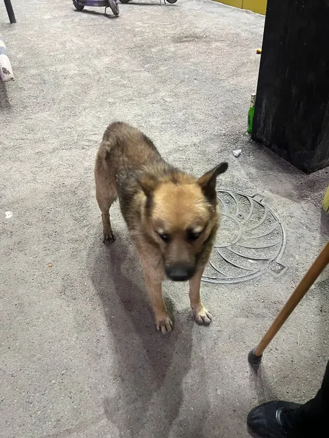 Потерянная собака в Иркутске - Потерявшиеся животные в Иркутск