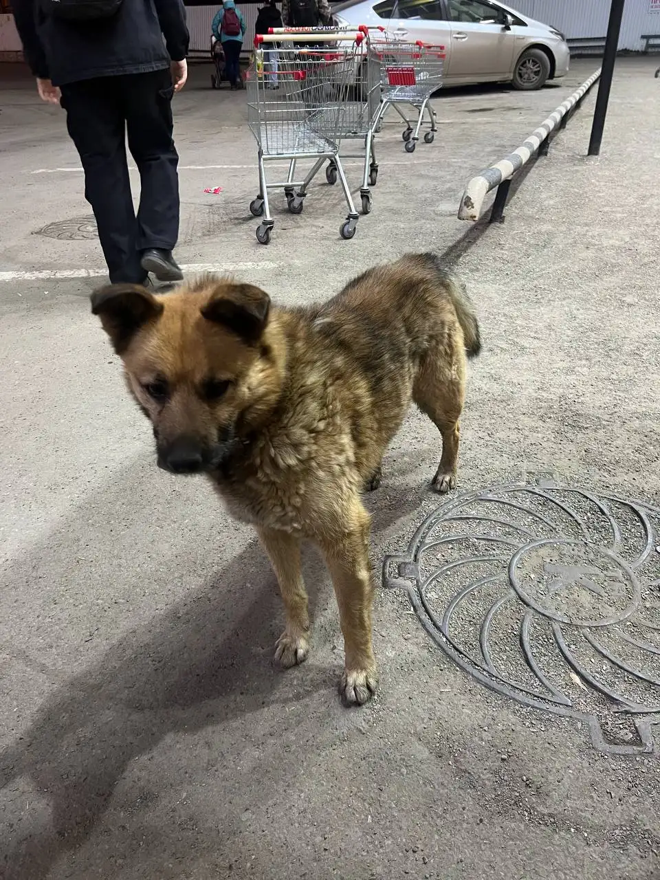 Потерянная собака в Иркутске - Собаки (Животные) в Иркутск