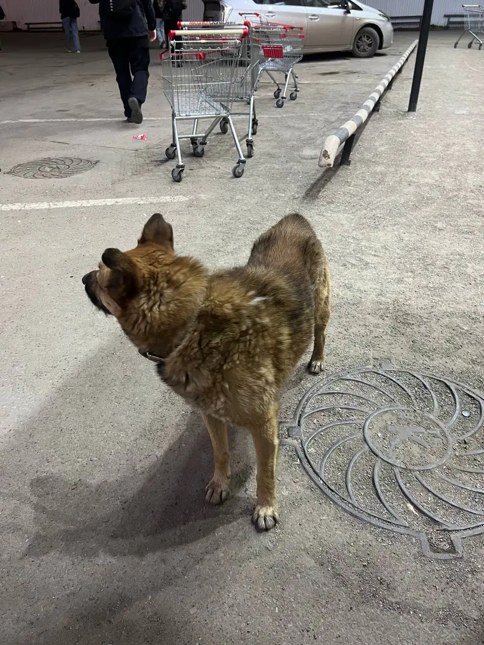 Потерянная собака в Иркутске - Собаки (Животные) в Иркутск