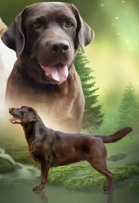 Потерялась собака лабрадор шоколадного окраса - Потерянные животные (Животные) в Иркутск