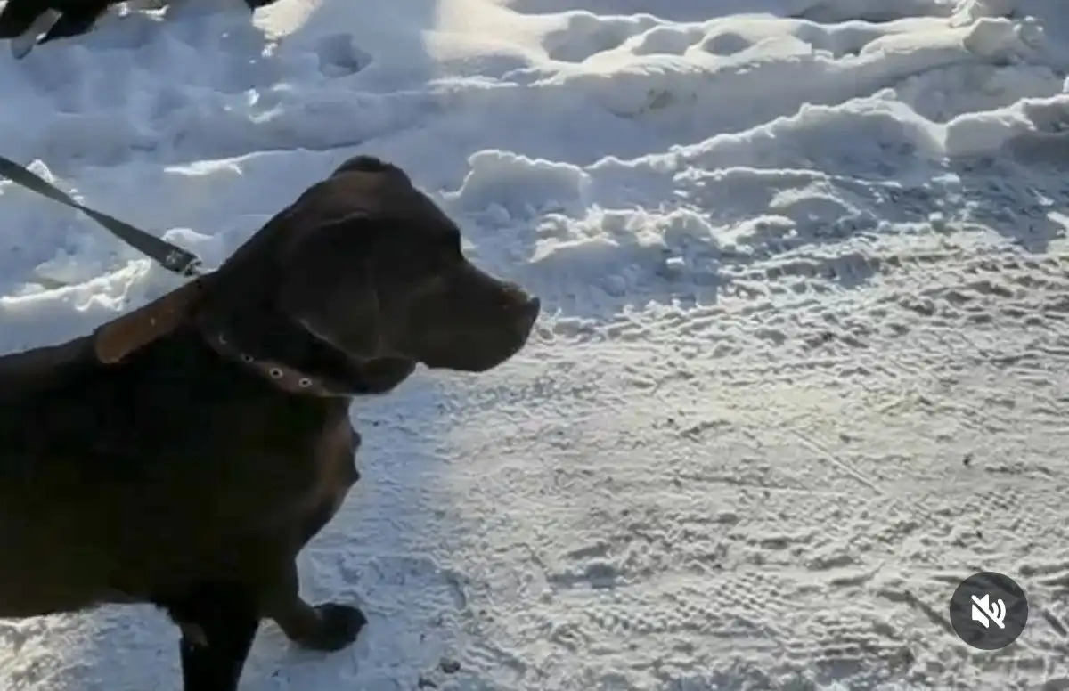 Потерялась собака лабрадор шоколадного окраса - Потерянные животные (Животные) в Иркутск