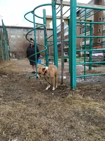 Найдена собака в районе Кинотехникума - Потерявшиеся животные в Иркутск