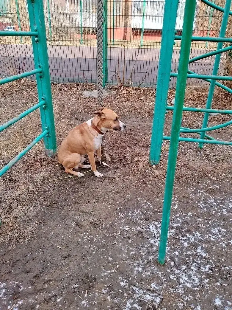 Потерянная собака в Н-Ленино - Собаки (Животные) в Н-Ленино