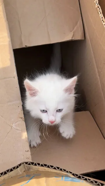 Котенок на улице Литвинова - Потерявшиеся животные в Иркутск