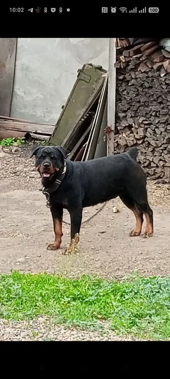Потерялась собака породы ротвейлер в Иркутске - Потеряшки (Животные) в Иркутск