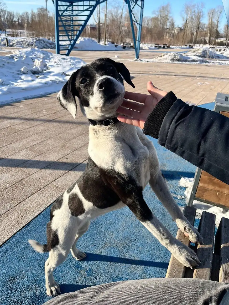 Поиск и передержка собачки в Иркутске - Собаки (Животные) в Иркутск