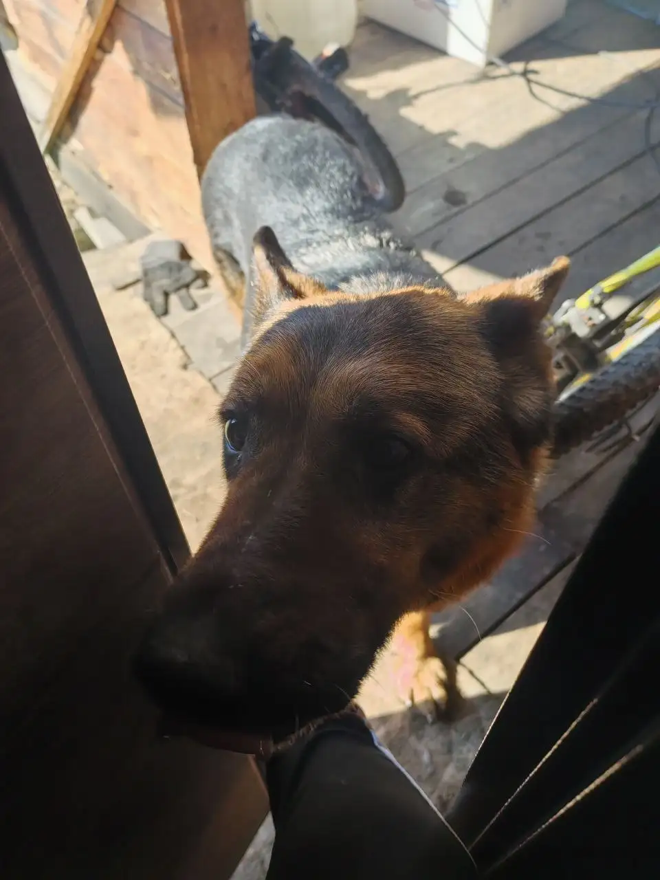 Найденная добрая собака в СНТ Байкал - Собаки (Животные) в Иркутск