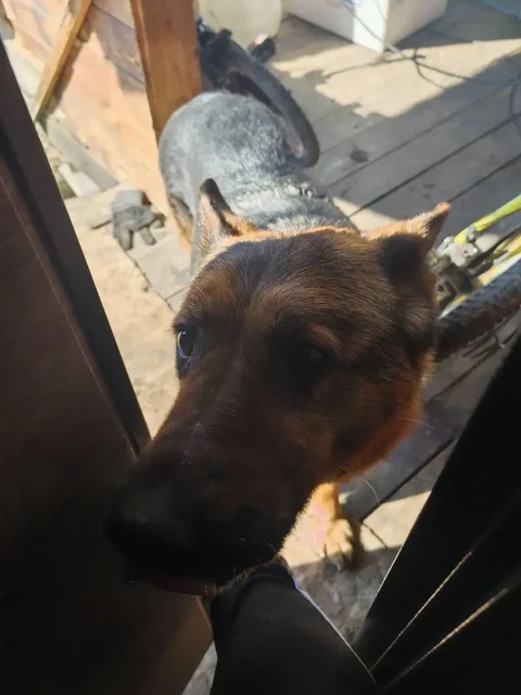 Найденная добрая собака в СНТ Байкал - Потерявшиеся животные в Иркутск