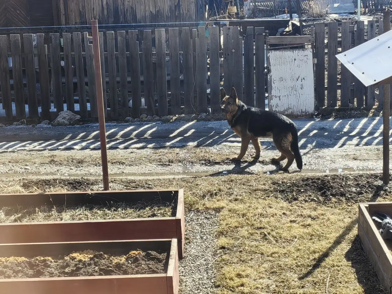 Найденная добрая собака в СНТ Байкал - Собаки (Животные) в Иркутск