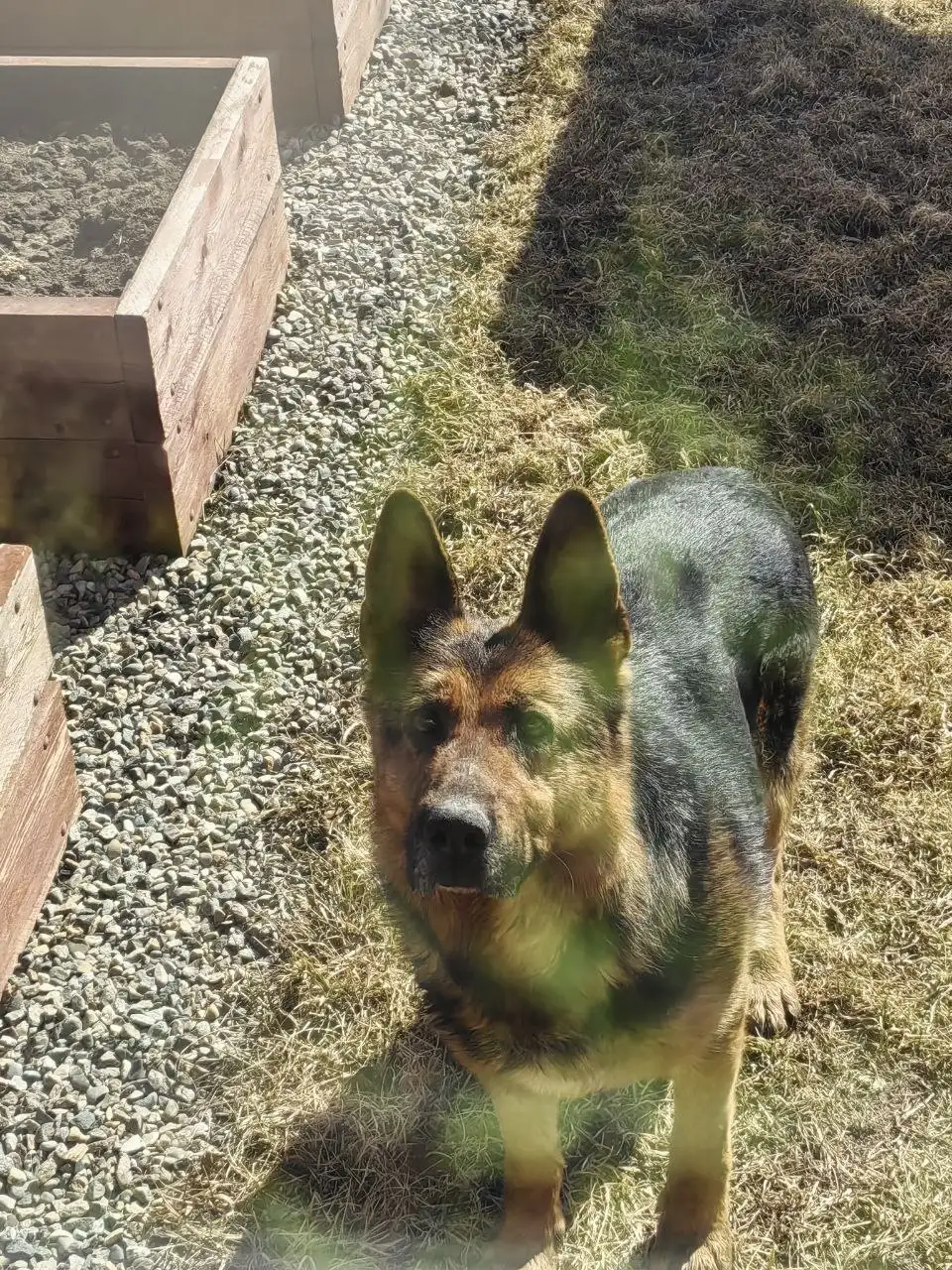 Найденная добрая собака в СНТ Байкал - Собаки (Животные) в Иркутск