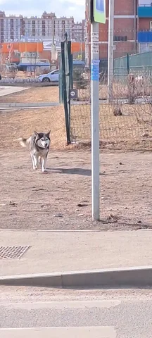 Найден потерявшийся пёс в районе Грегори, Ново-Ленино - Потерявшиеся животные в Иркутск