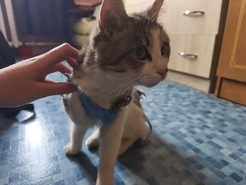 Найдена кошка в попоне в Ангарске - Кошки в Ангарск