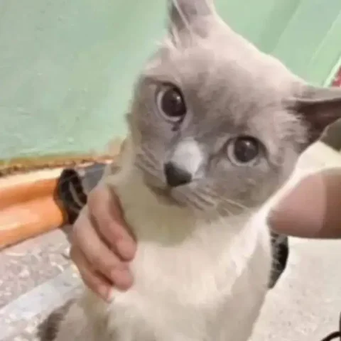 Найдена молодая кошечка в Ангарске - Кошки в Ангарск