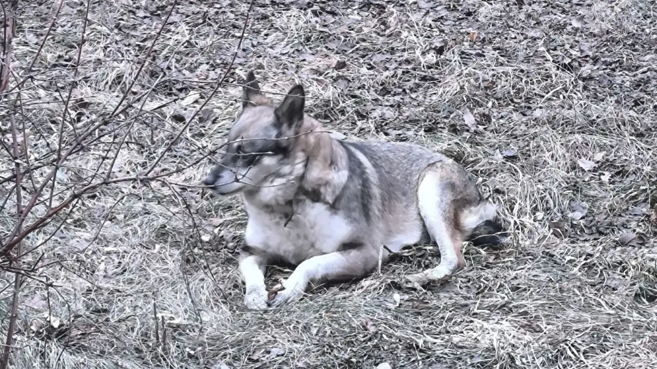 Найдена собака в Иркутске - Собаки (Животные) в Иркутск
