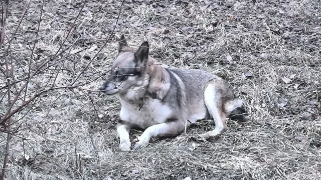 Найдена собака в Иркутске - Потерявшиеся животные в Иркутск