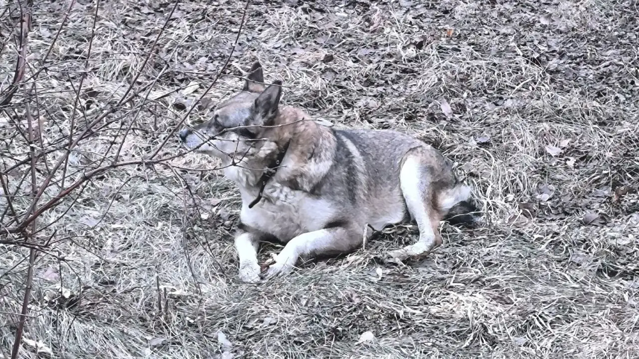 Найдена собака в Иркутске - Собаки (Животные) в Иркутск