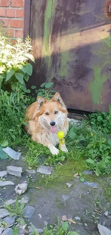 Потерян пес по кличке Боб - Потерявшиеся животные в Иркутск