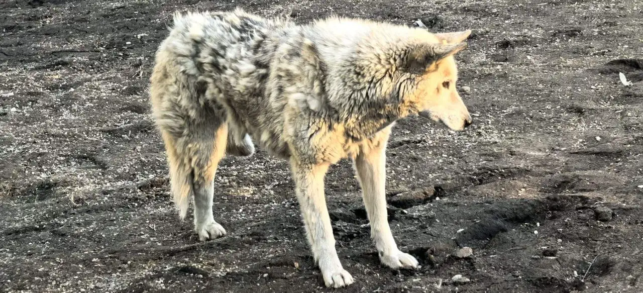 Потерянная травмированная собака возле гостиницы Ангара в Иркутске - Собаки (Животные) в Иркутск