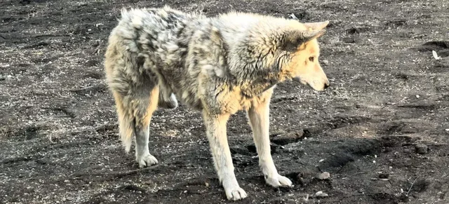Потерянная травмированная собака возле гостиницы Ангара в Иркутске - Потерявшиеся животные в Иркутск