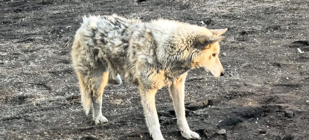 Потерянная травмированная собака возле гостиницы Ангара в Иркутске - Собаки (Животные) в Иркутск