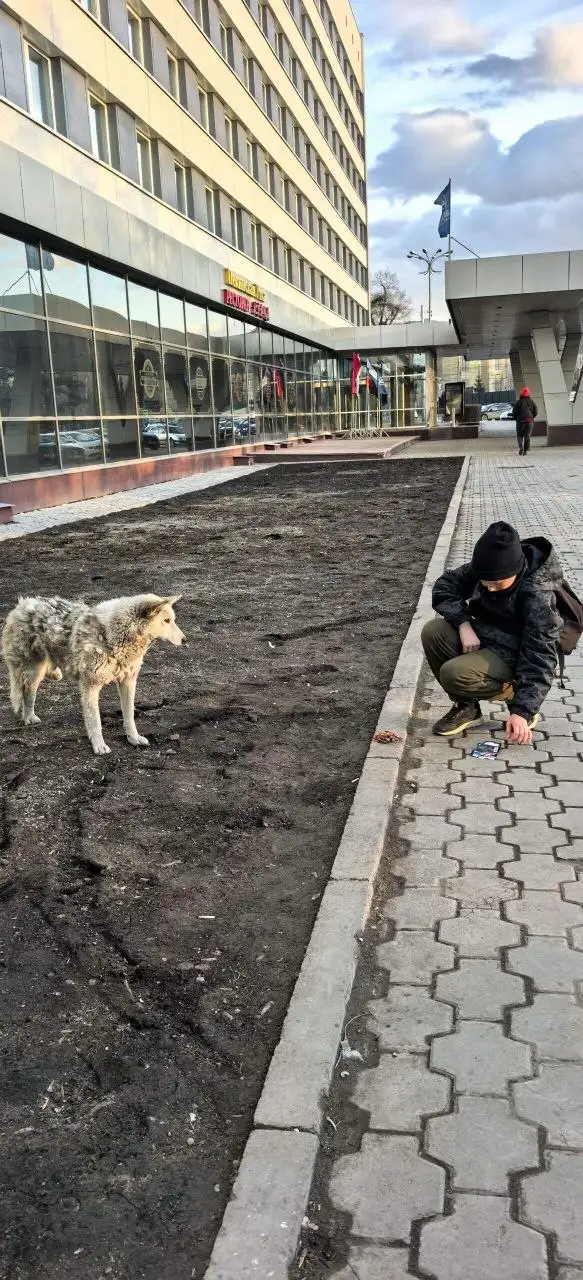 Потерянная травмированная собака возле гостиницы Ангара в Иркутске - Собаки (Животные) в Иркутск