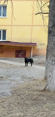 Потерявшаяся собака в Иркутске - Потерявшиеся животные в Иркутск