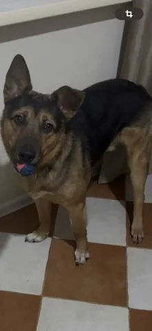 Пропал пес Тимоха в Ангарске - частное объявление в Ангарск