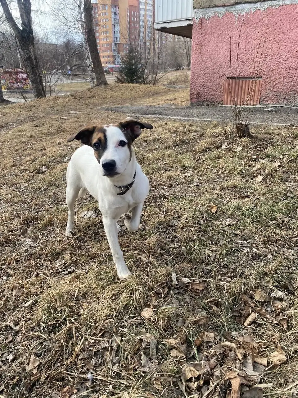 Ищет семью собачка подросток в Иркутске - Собаки (Животные) в Иркутск