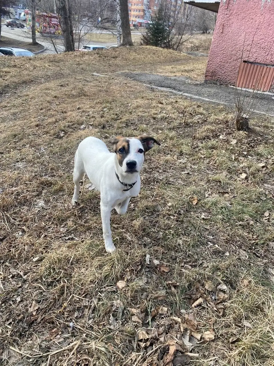 Ищет семью собачка подросток в Иркутске - Собаки (Животные) в Иркутск