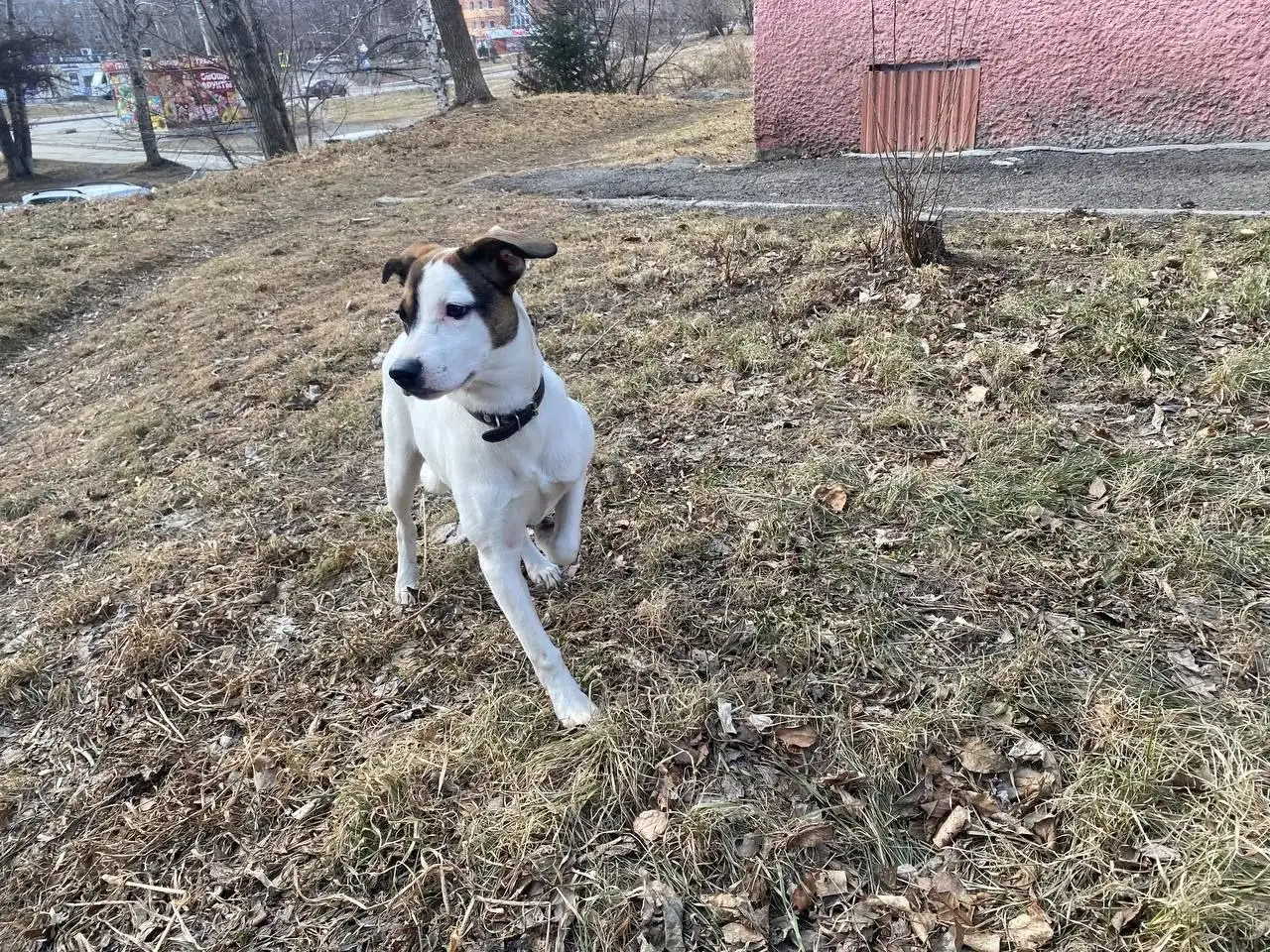 Ищет семью собачка подросток в Иркутске - Собаки (Животные) в Иркутск