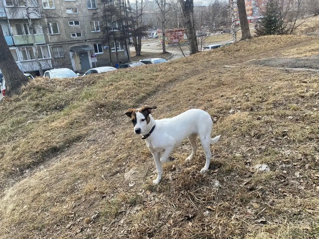 Ищет семью собачка подросток в Иркутске - Собаки (Животные) в Иркутск