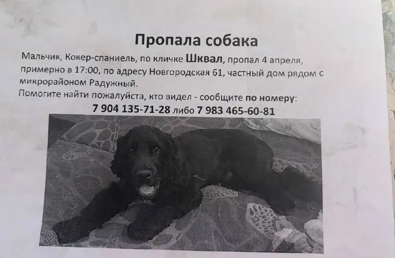 Потеряшка в Иркутске - Животные в Иркутск