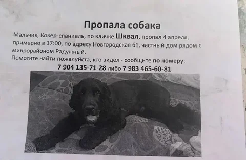 Потеряшка в Иркутске - Птицы в Иркутск