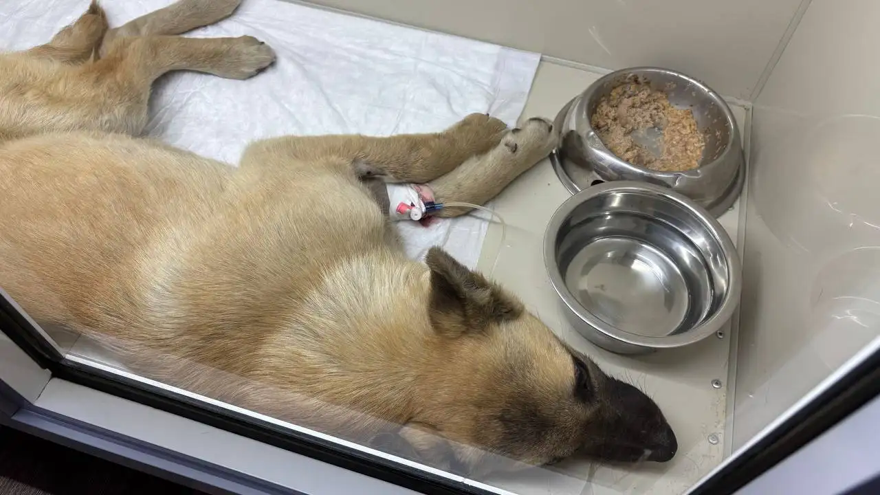 Срочная домашняя передержка с медицинским уходом для щенка после ДТП - Передержка животных (Услуги) в Иркутск