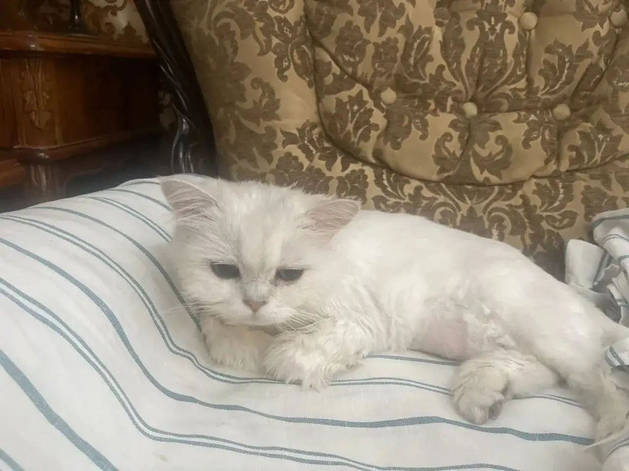 Срочно нужен Ралтегравир для котика с лейкемией - Лекарства для животных (Животные) в Ангарск