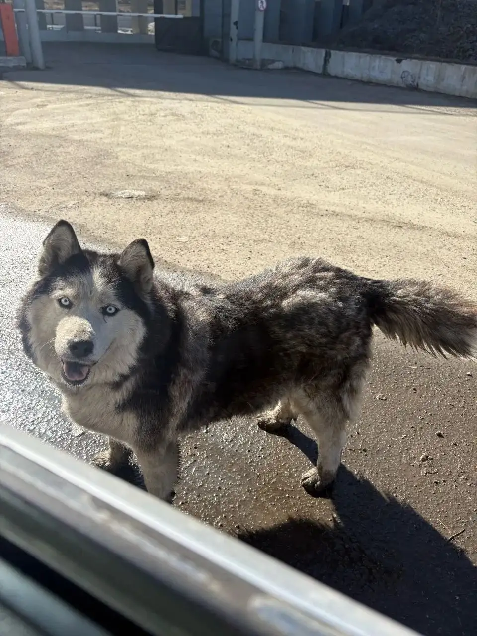 Потеряшка собака в затоне Иркутска - Животные в Иркутск