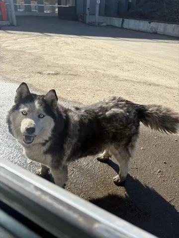 Потеряшка собака в затоне Иркутска - Животные в Иркутск