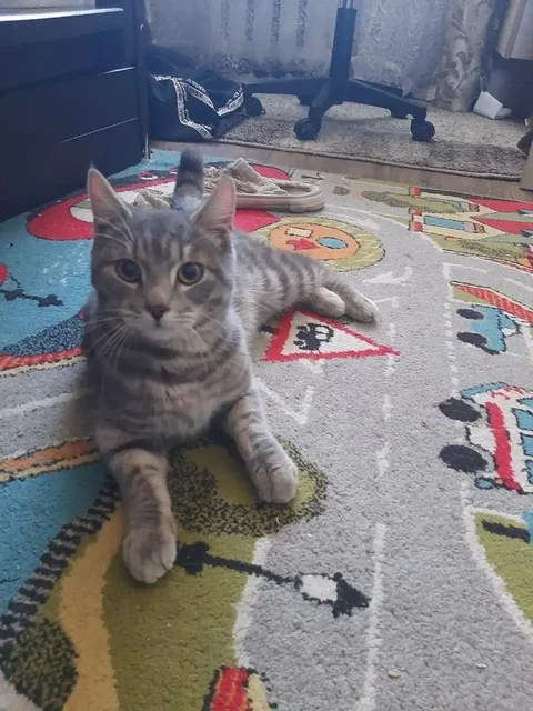 Найден кот в Ангарске - частное объявление в Ангарск