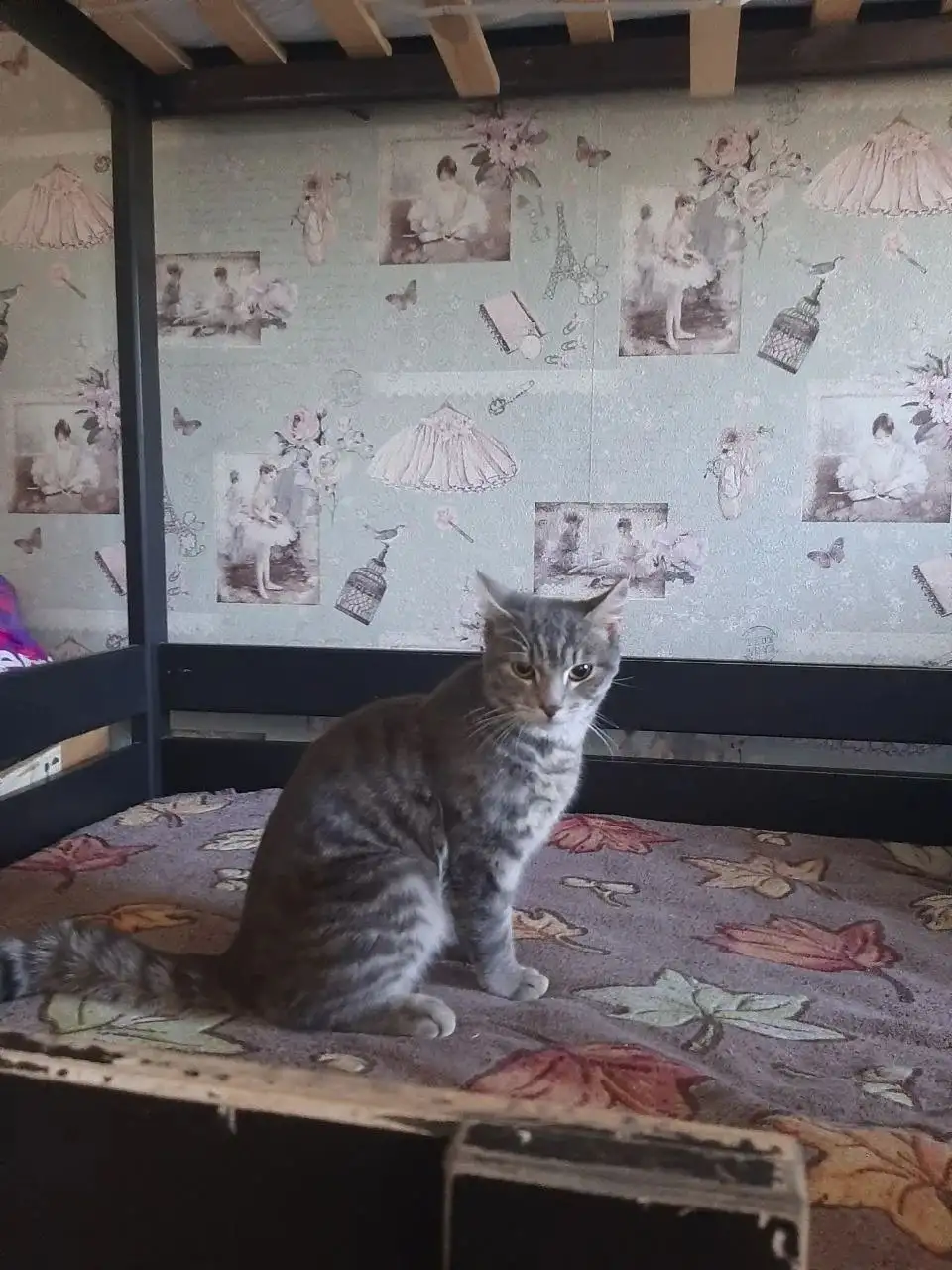 Найден кот в Ангарске - Кошки (Животные) в Ангарск