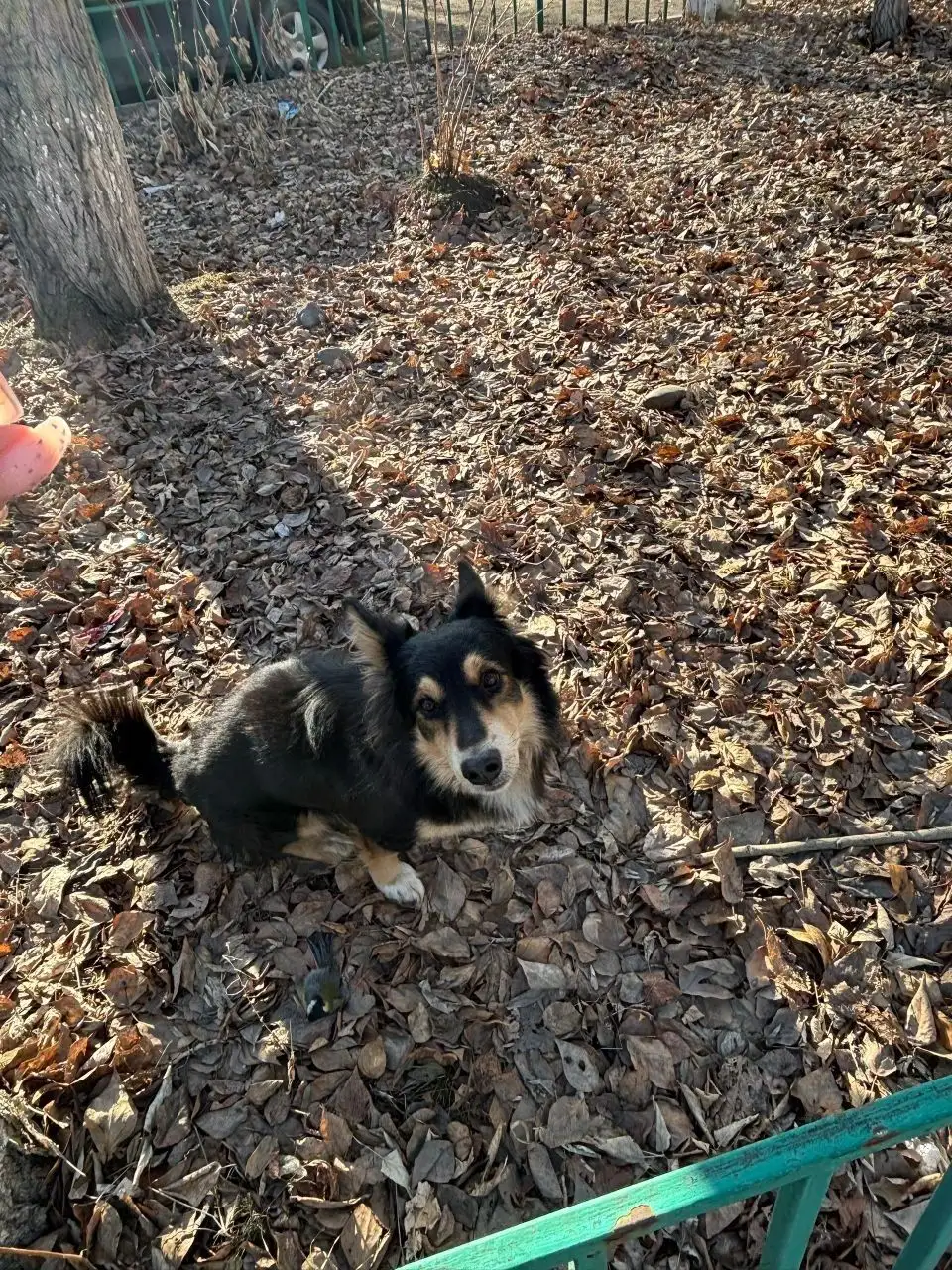 Потерянная собака породы корги в Иркутске - Потерянные животные (Животные) в Иркутск