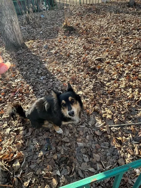 Потерянная собака породы корги в Иркутске - Животные в Иркутск