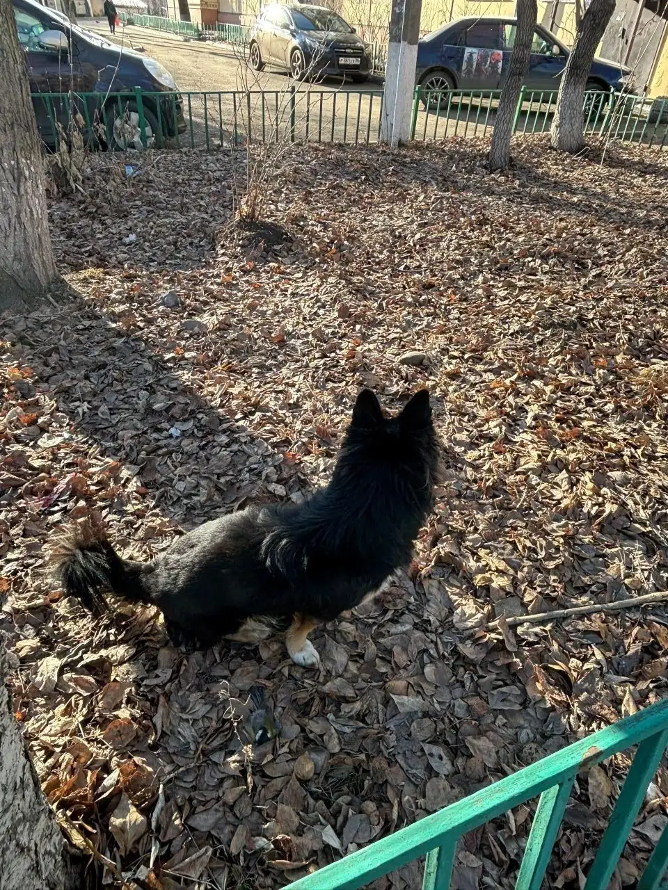 Потерянная собака породы корги в Иркутске - Потерянные животные (Животные) в Иркутск