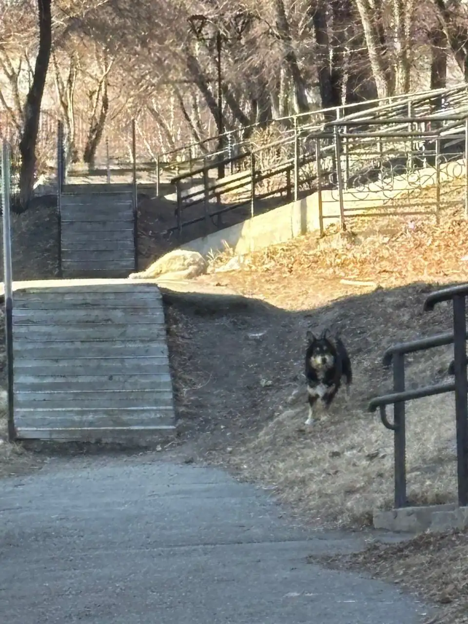 Потерянная собака породы корги в Иркутске - Потерянные животные (Животные) в Иркутск