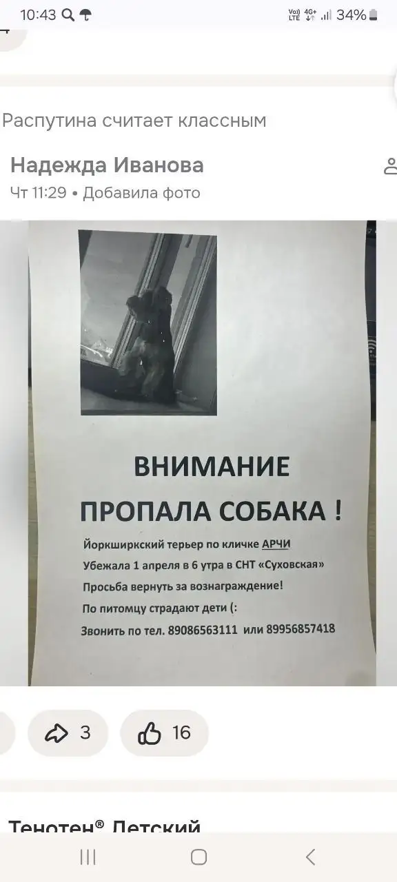 Потеряшка в Иркутске - Животные в Иркутск