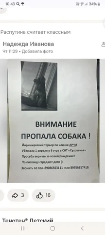 Потеряшка в Иркутске - Животные в Иркутск