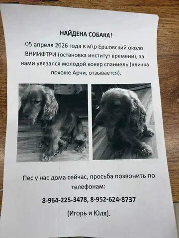 Потерялся кокер-спаниель в мкр Ершовский - Животные в Иркутск