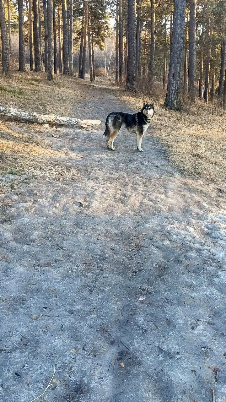 Потеряшка в Кайской роще Иркутска - Потерянные животные (Животные) в Иркутск